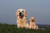GOLDEN RETRIEVER 861